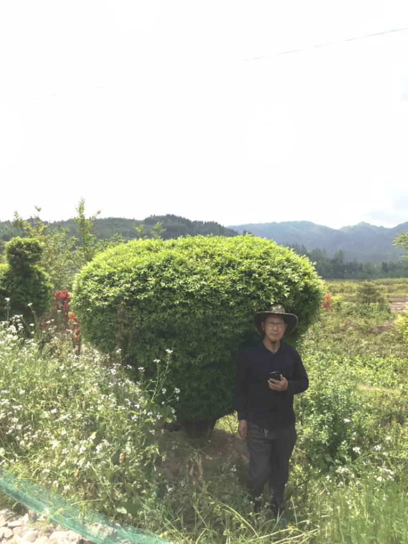 雀舌黄杨，黄杨，千年矮，支持基地现在看货挑苗也支持视频看货