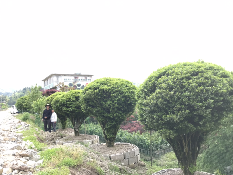 雀舌黄杨，黄杨，千年矮，支持基地现在看货挑苗也支持视频看货