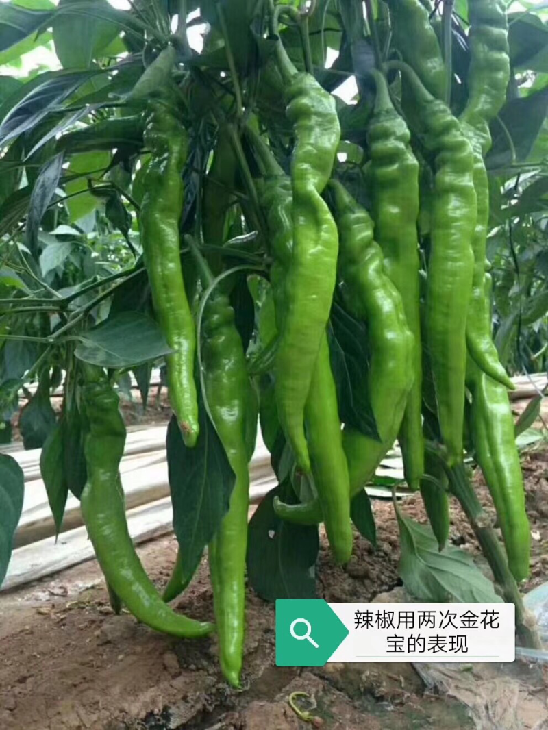 种苗黄瓜