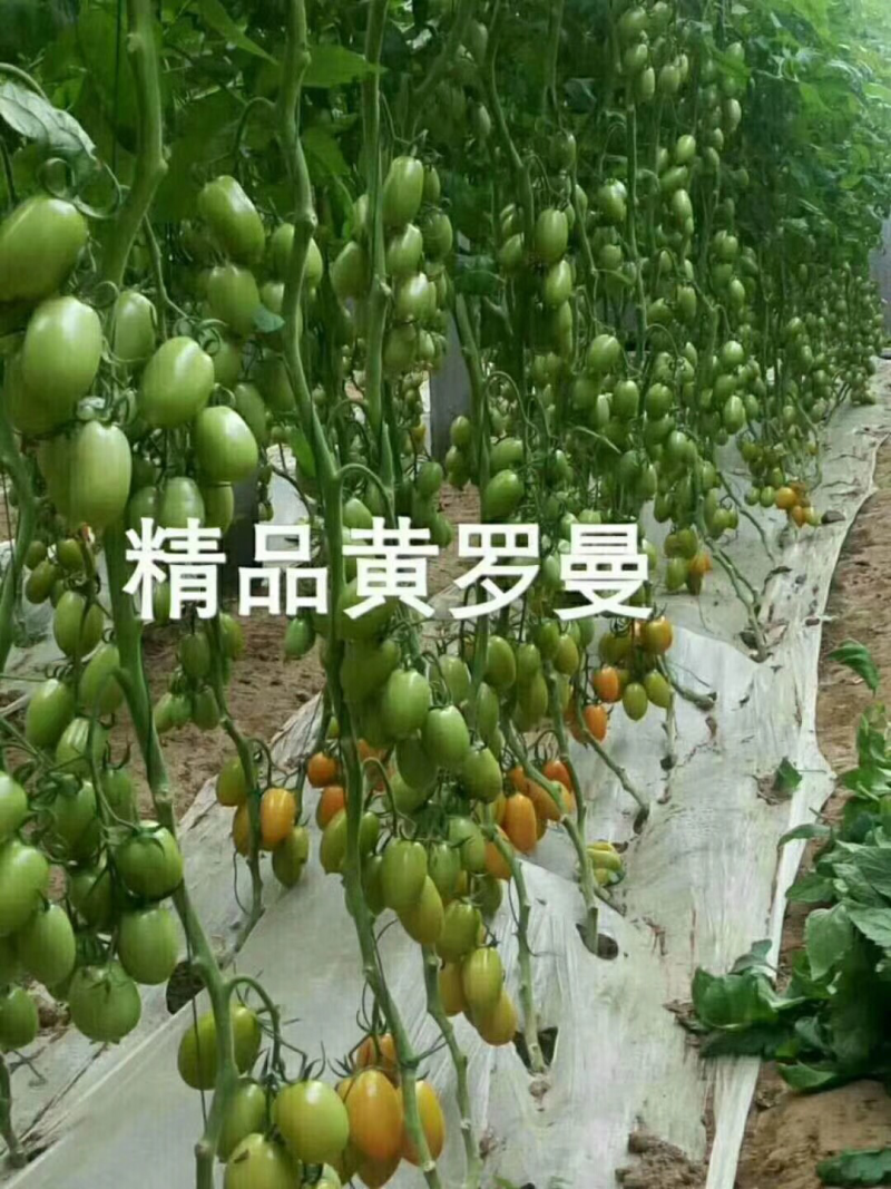 种苗黄瓜