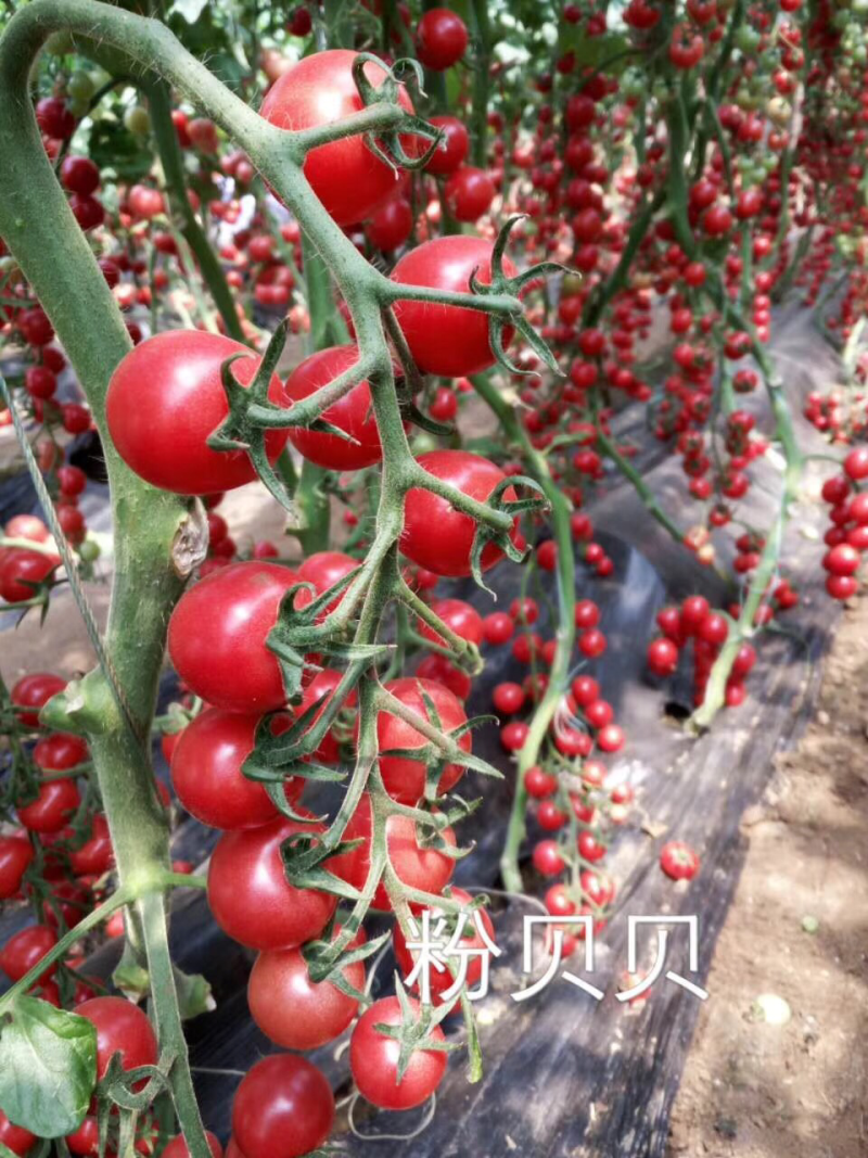 种苗黄瓜