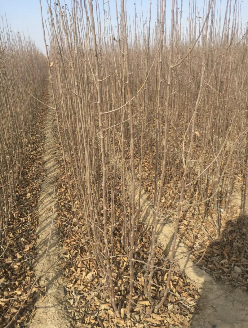 供应耐寒、鸡心果苗、二刀鸡心果树苗、口感甜脆，