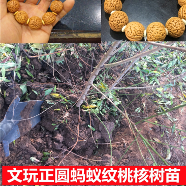 出售文玩核桃树苗