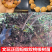 出售文玩核桃树苗
