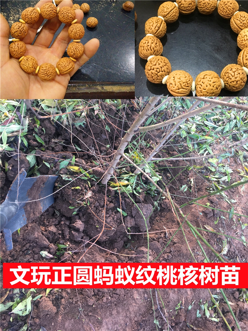 出售文玩核桃树苗