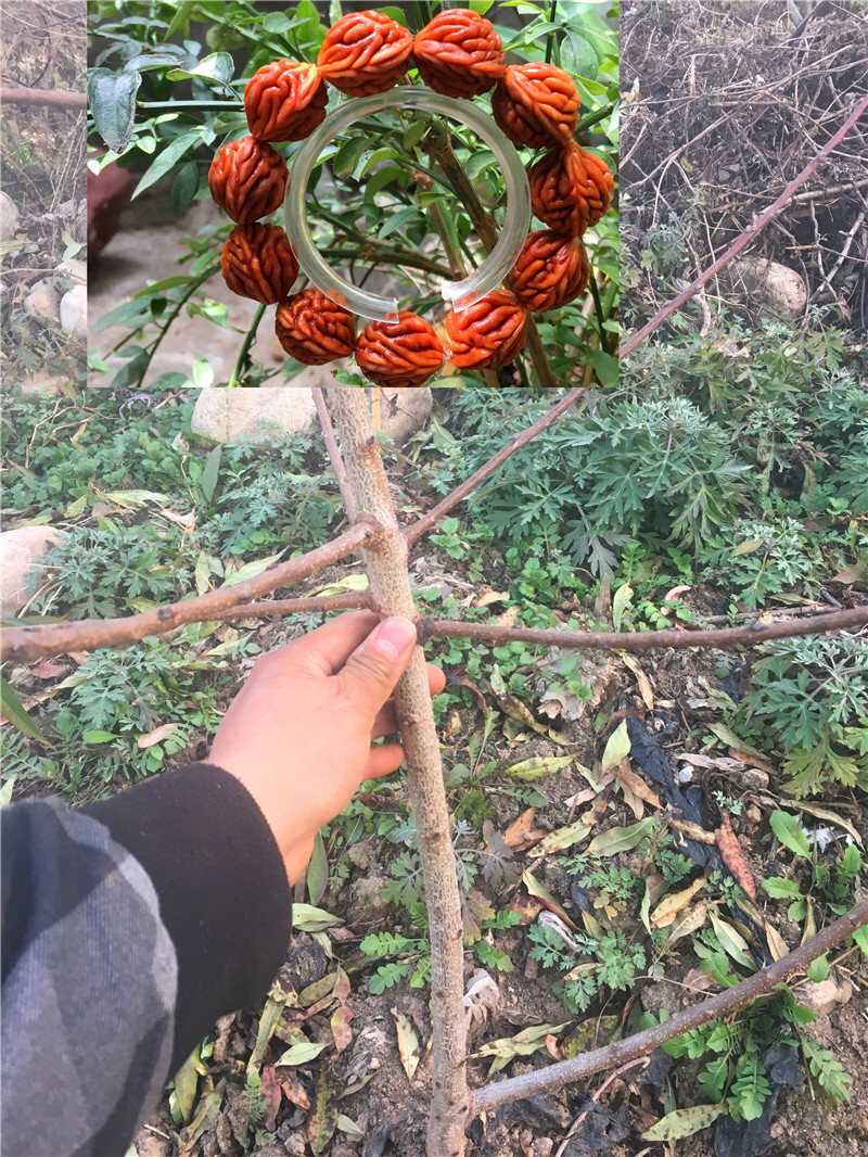 出售文玩核桃树苗