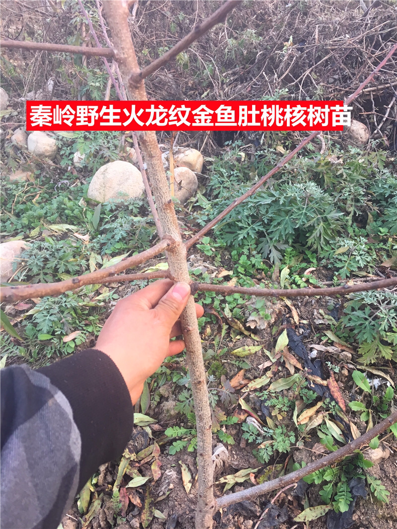 出售文玩核桃树苗