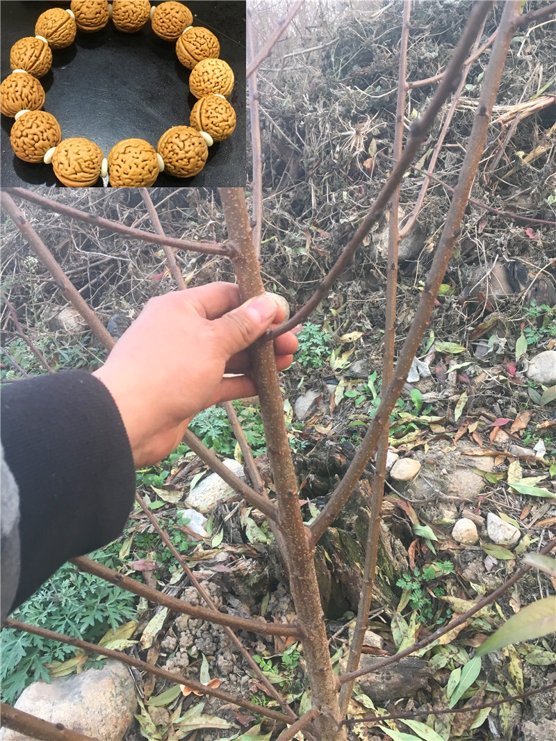 出售文玩核桃树苗