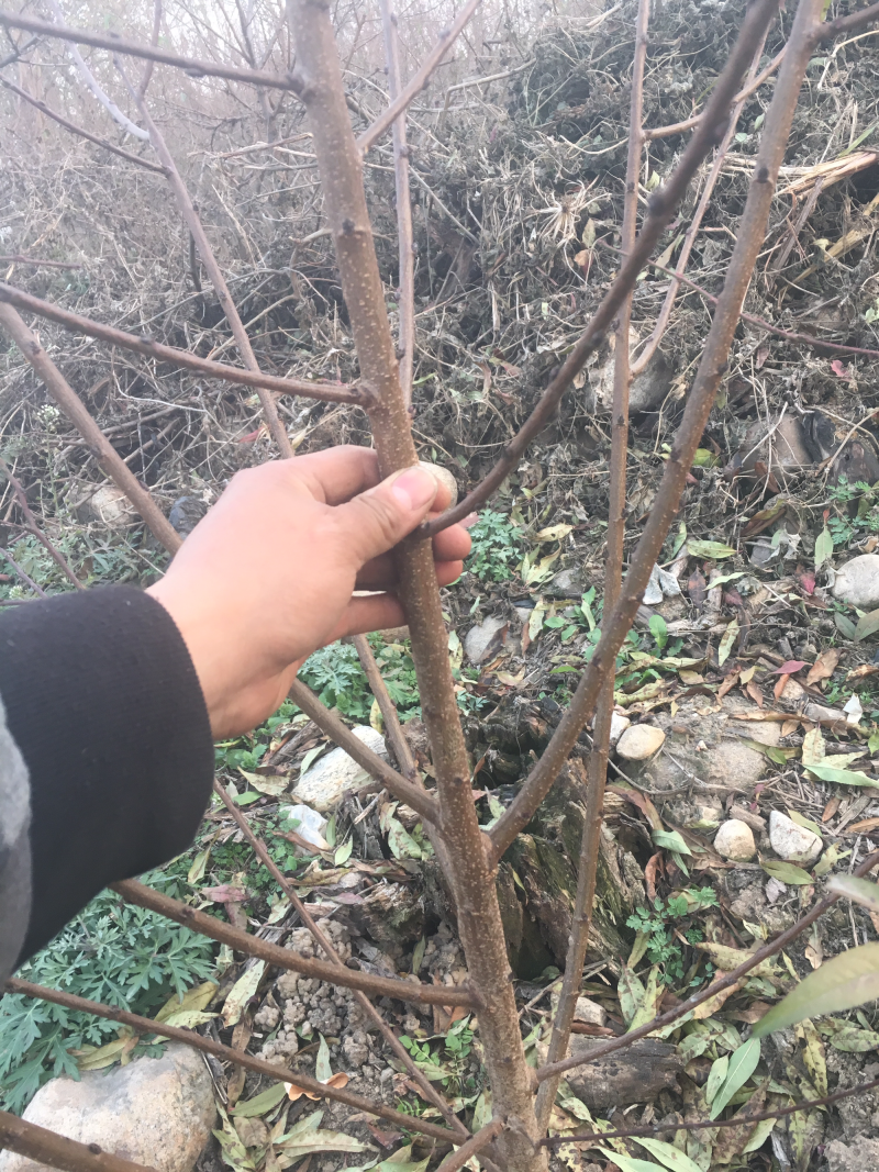 出售文玩核桃树苗