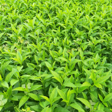 连翘苗免费包邮连翘保鲜发货基地直销
