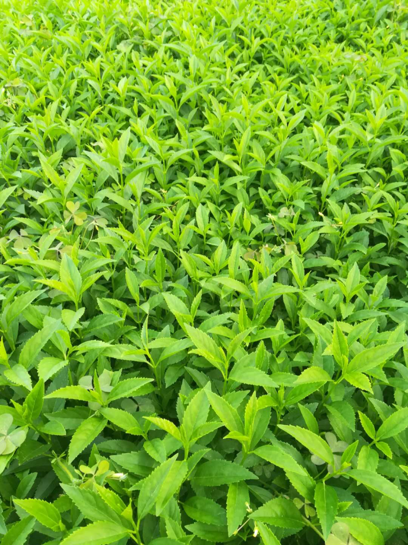 连翘苗免费包邮连翘保鲜发货基地直销
