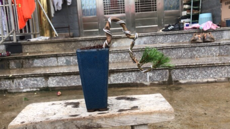 正品黑松苗免费包邮提供造型设计样品量大提供发票