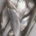 翘嘴白水白鱼野生，规格1—3斤