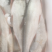 翘嘴白水白鱼野生，规格1—3斤