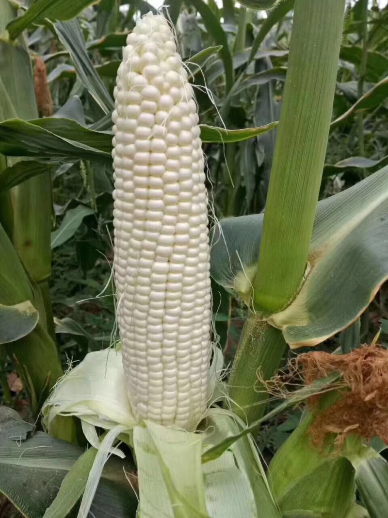 牛奶玉米水果玉米