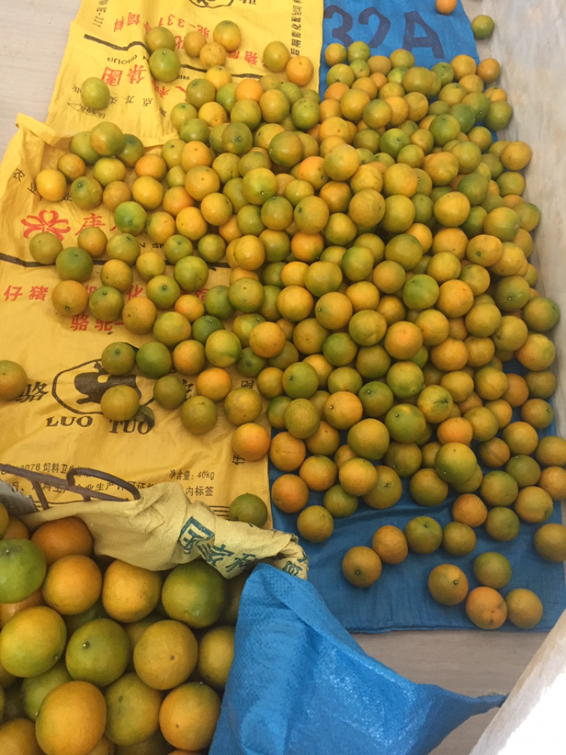 黄帝柑