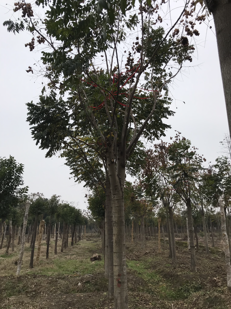 栾树，正宗黄山栾树，熟货，假植苗