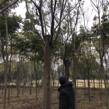 栾树，正宗黄山栾树，熟货，假植苗