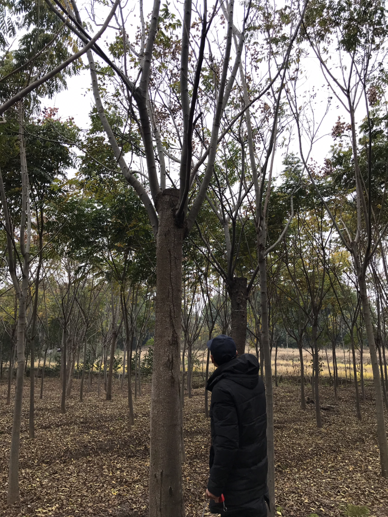 栾树，正宗黄山栾树，熟货，假植苗