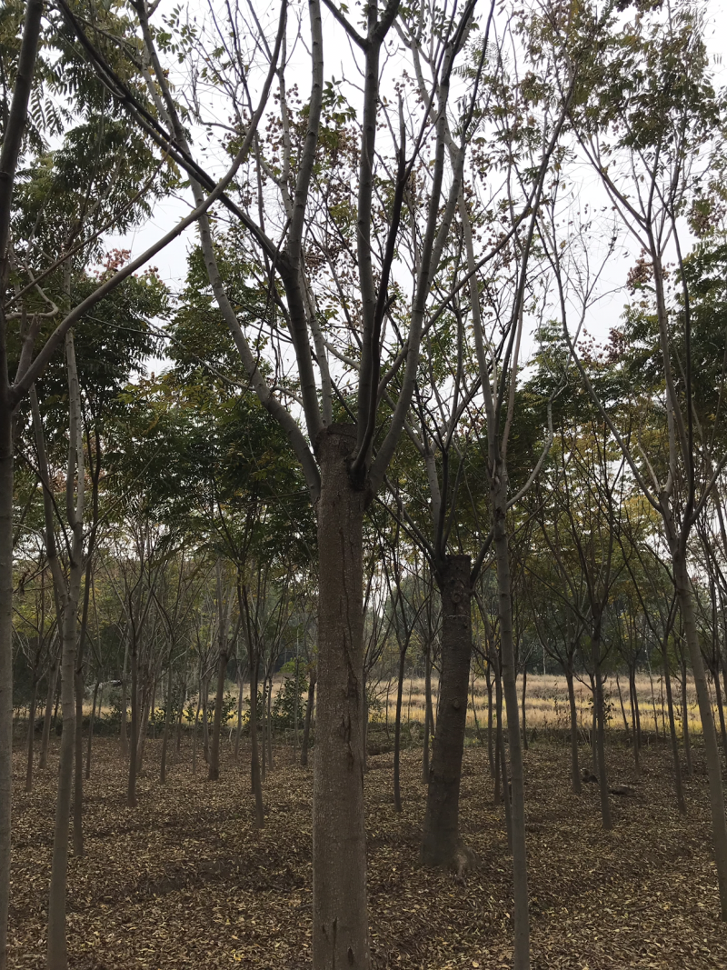 栾树，正宗黄山栾树，熟货，假植苗
