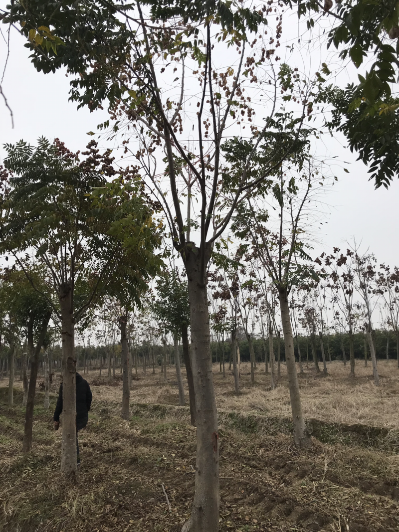 栾树，正宗黄山栾树，熟货，假植苗