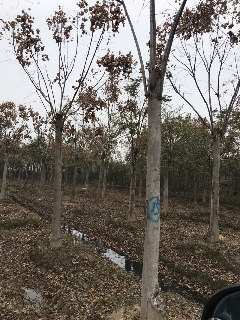 栾树，正宗黄山栾树，熟货，假植苗