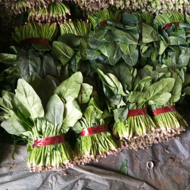 菠菜产地直发，质优价廉货源充足量大从优欢迎采购