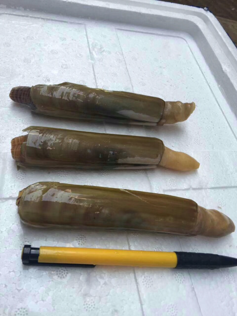 速冻大圣子王