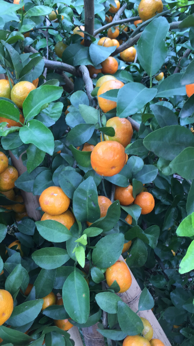 沙糖