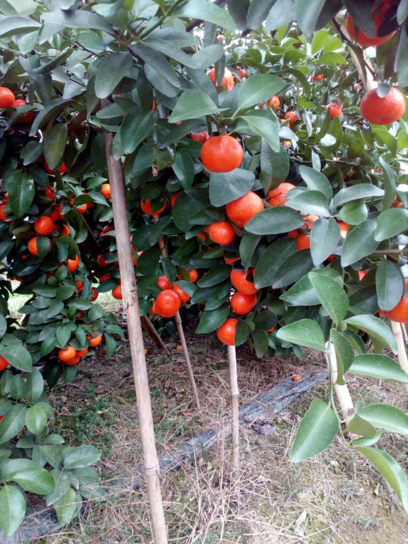 砂糖橘