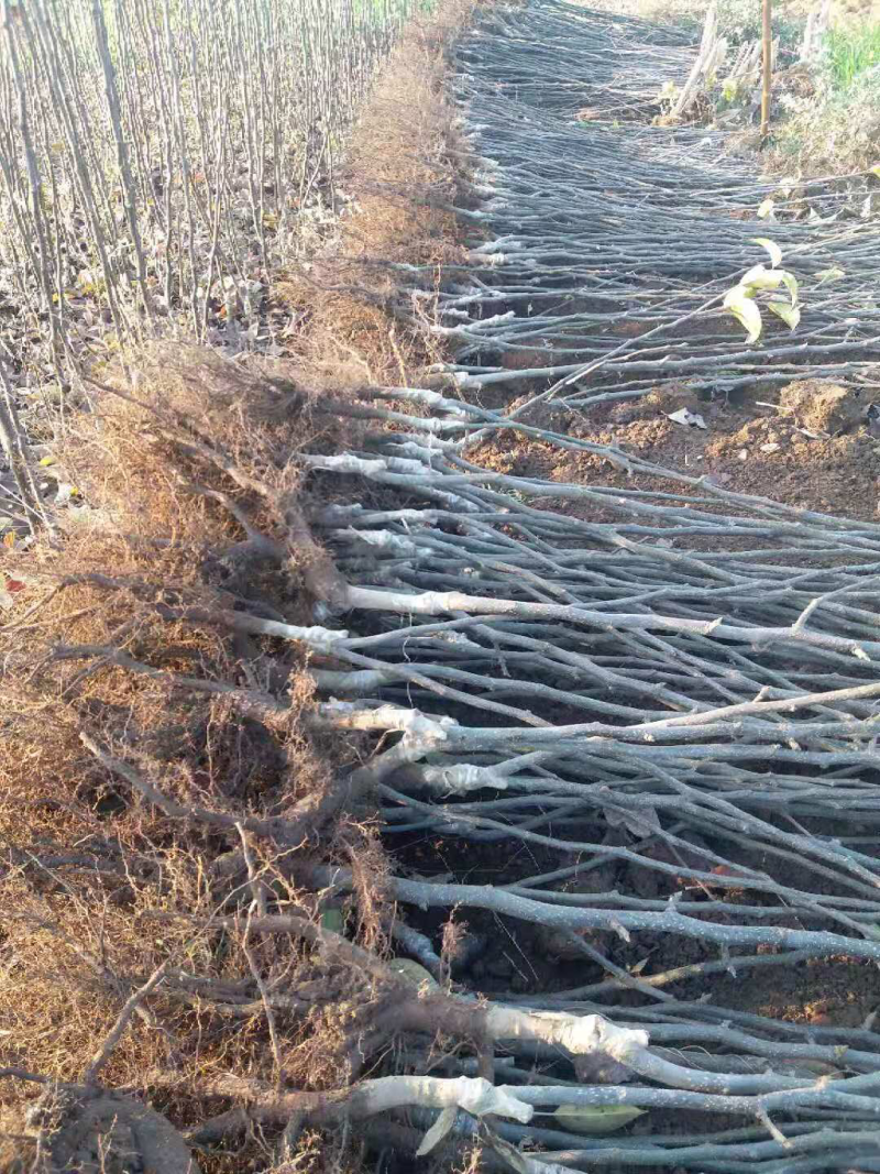云南红梨苗早熟952中熟美人酥免费提供技术指导