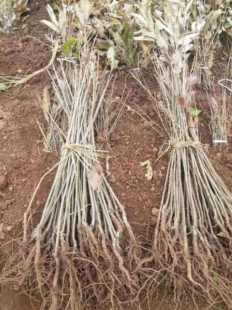 大红袍板栗苗嫁接早熟板栗苗免费提供技术指导