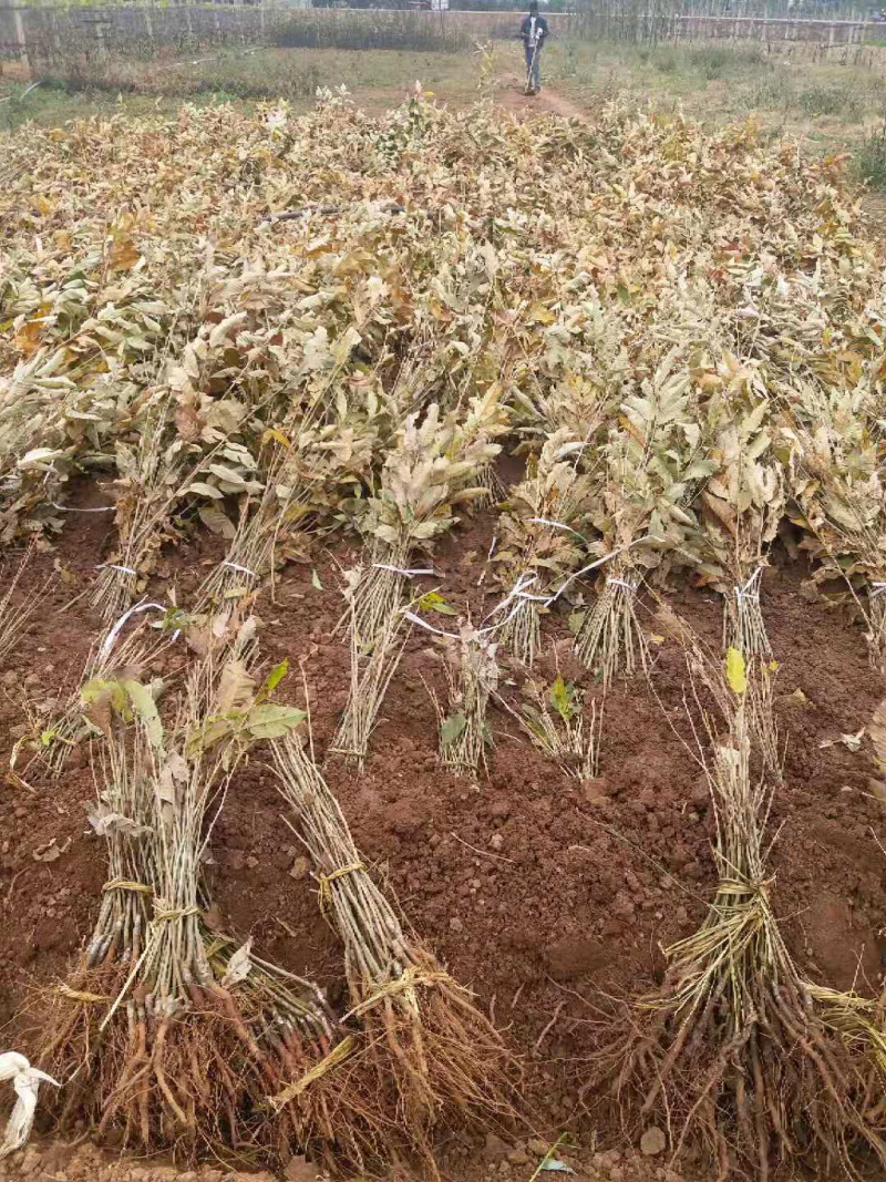 大红袍板栗苗嫁接早熟板栗苗免费提供技术指导
