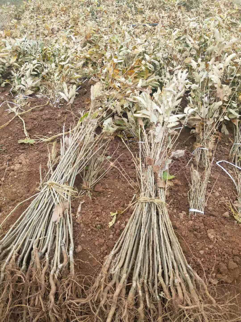 大红袍板栗苗嫁接早熟板栗苗免费提供技术指导