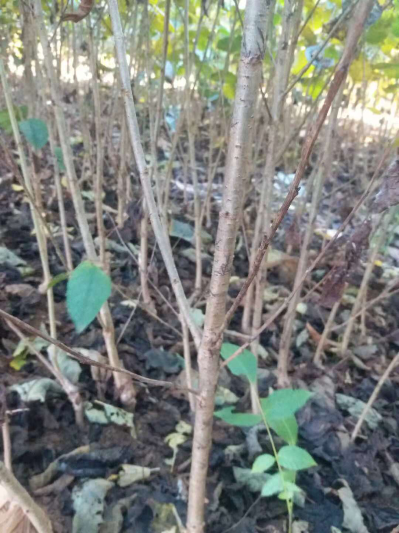 樱桃树苗免费提供技术指导