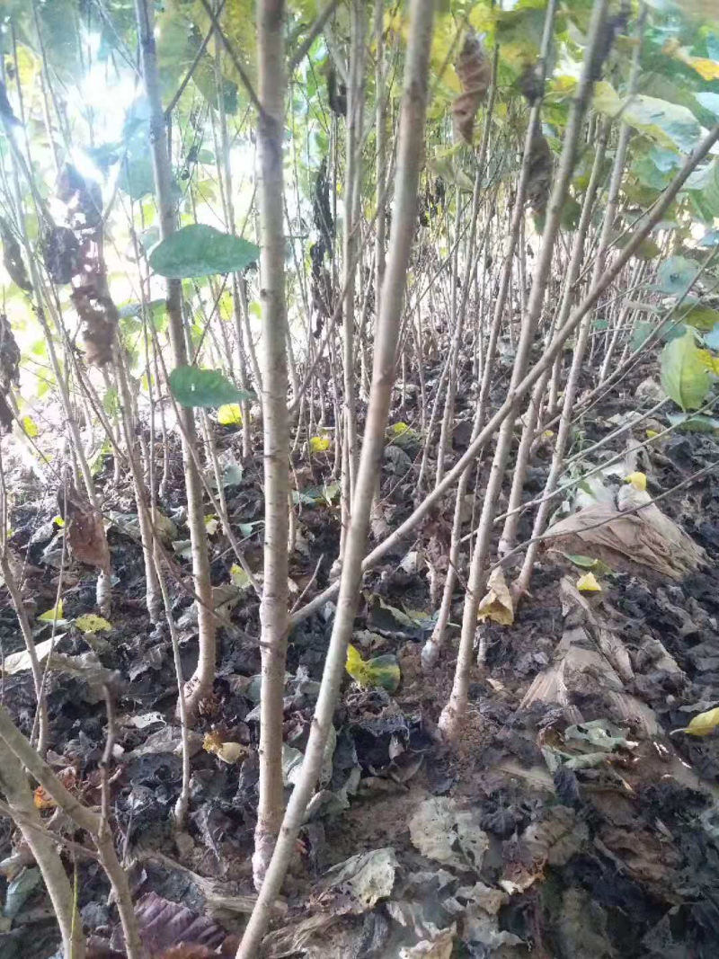 樱桃树苗免费提供技术指导