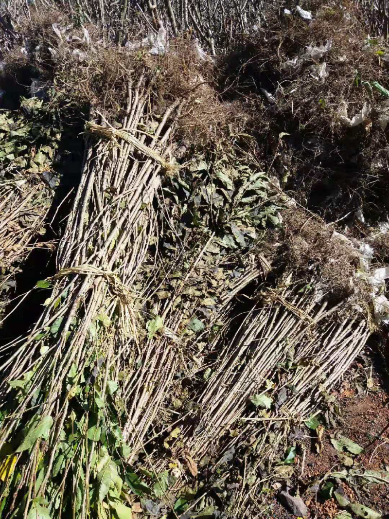 樱桃树苗免费提供技术指导