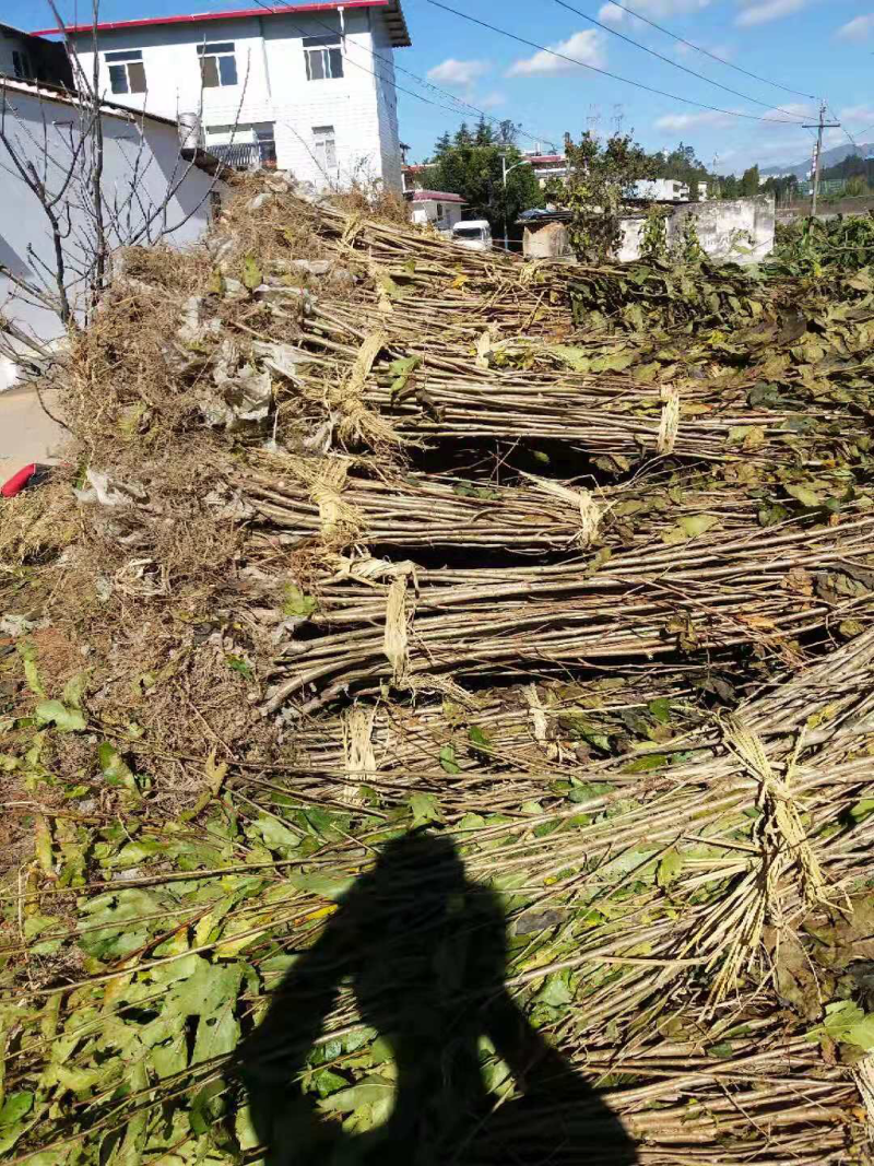 樱桃树苗免费提供技术指导