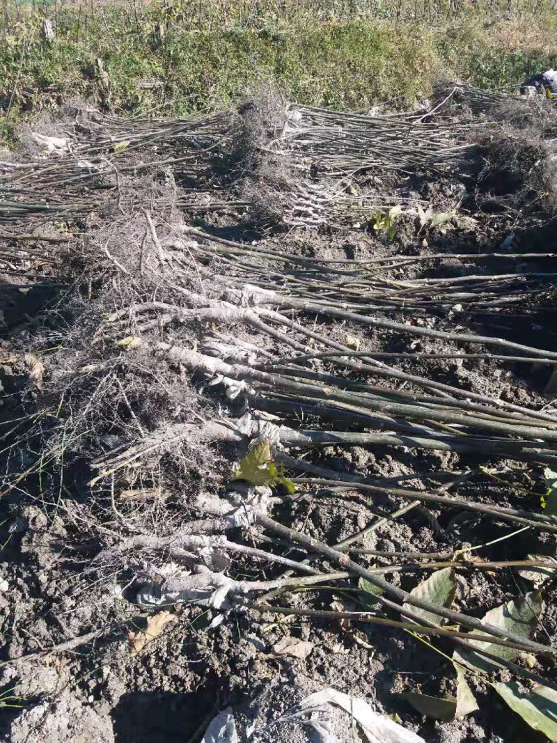 薄皮核桃苗云新系列纸皮核桃苗免费提供技术指导