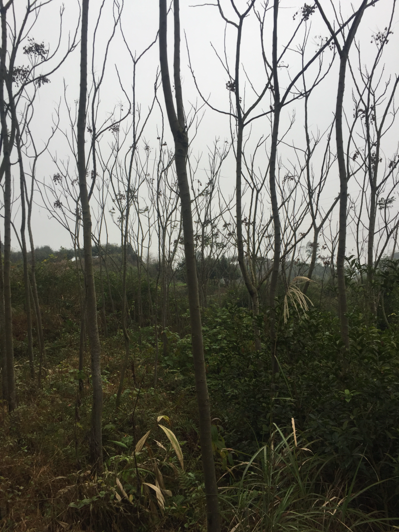 栾树、摇钱树、5至8量大、