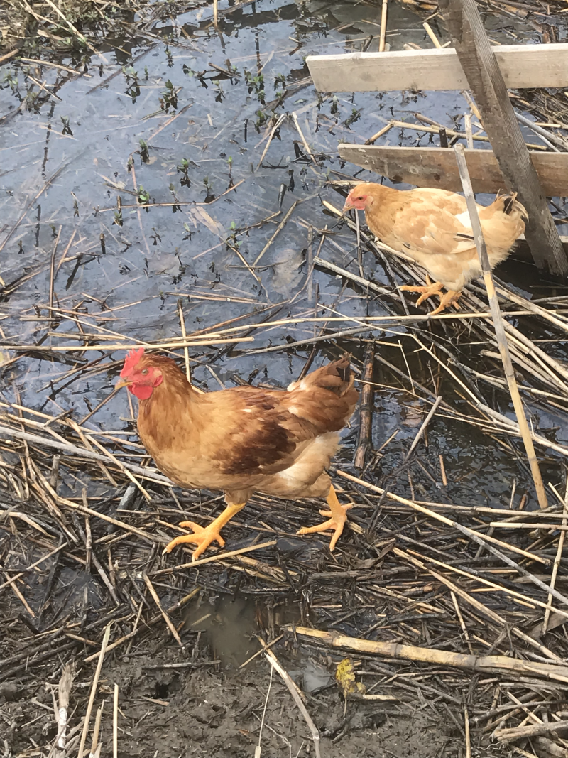 散养童子鸡