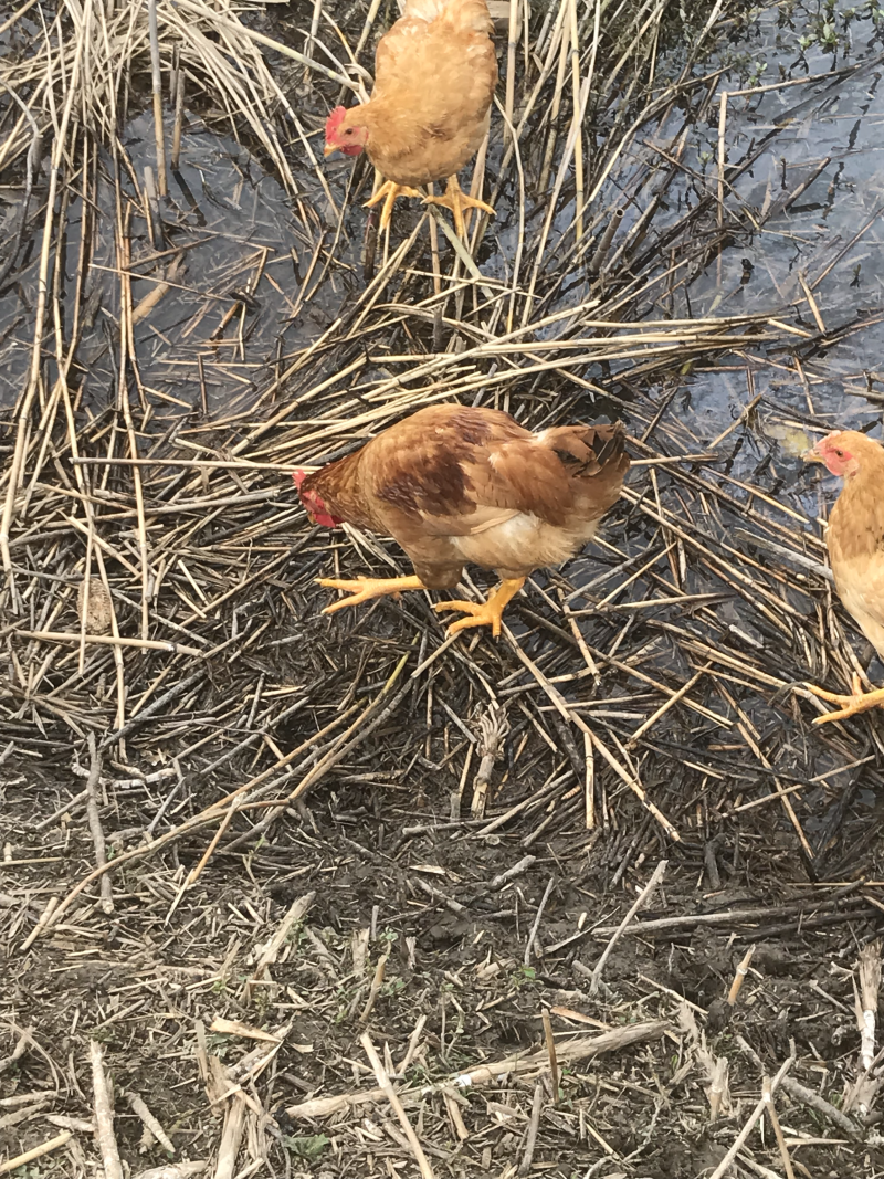 散养童子鸡