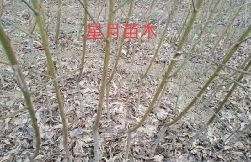 优质桃树苗&【黄金蜜桃】果树苗，包纯正可签合同免费技术