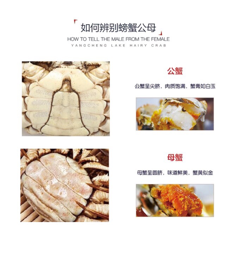 正宗阳澄湖大闸蟹母蟹3两