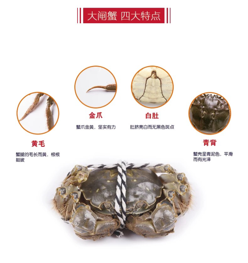 正宗阳澄湖大闸蟹母蟹3两