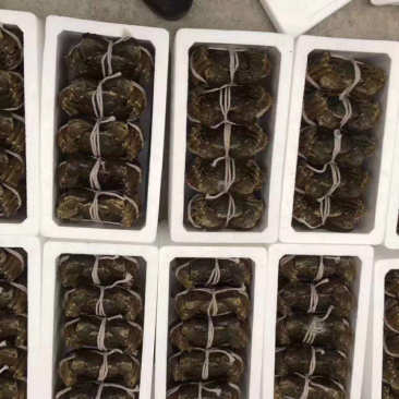 正宗阳澄湖大闸蟹公蟹2.5两