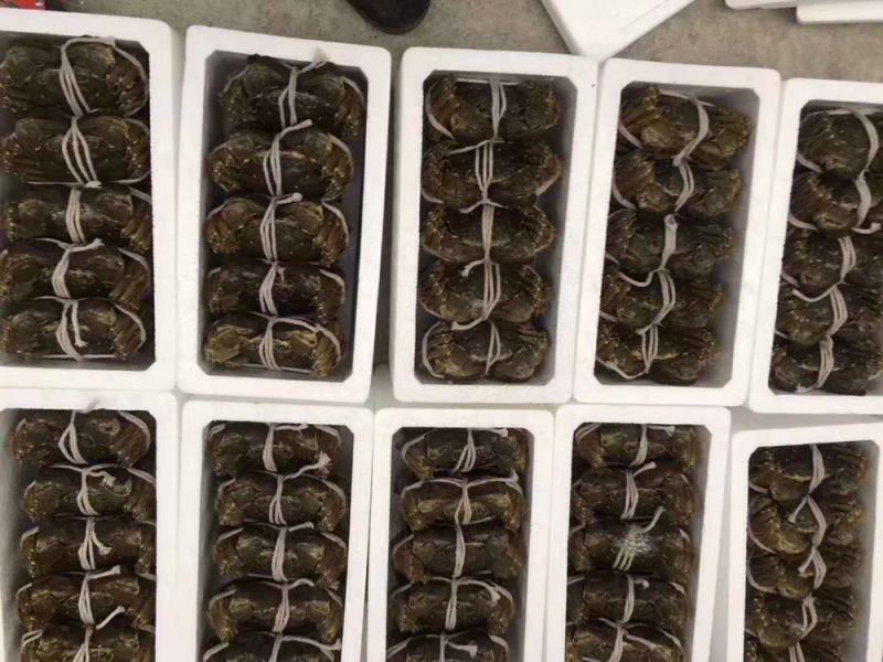 正宗阳澄湖大闸蟹公蟹2.5两