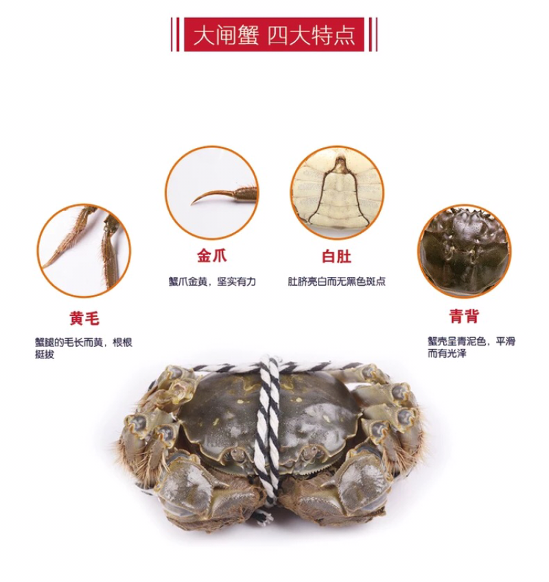 正宗阳澄湖大闸蟹