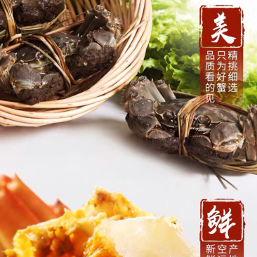 正宗阳澄湖大闸蟹