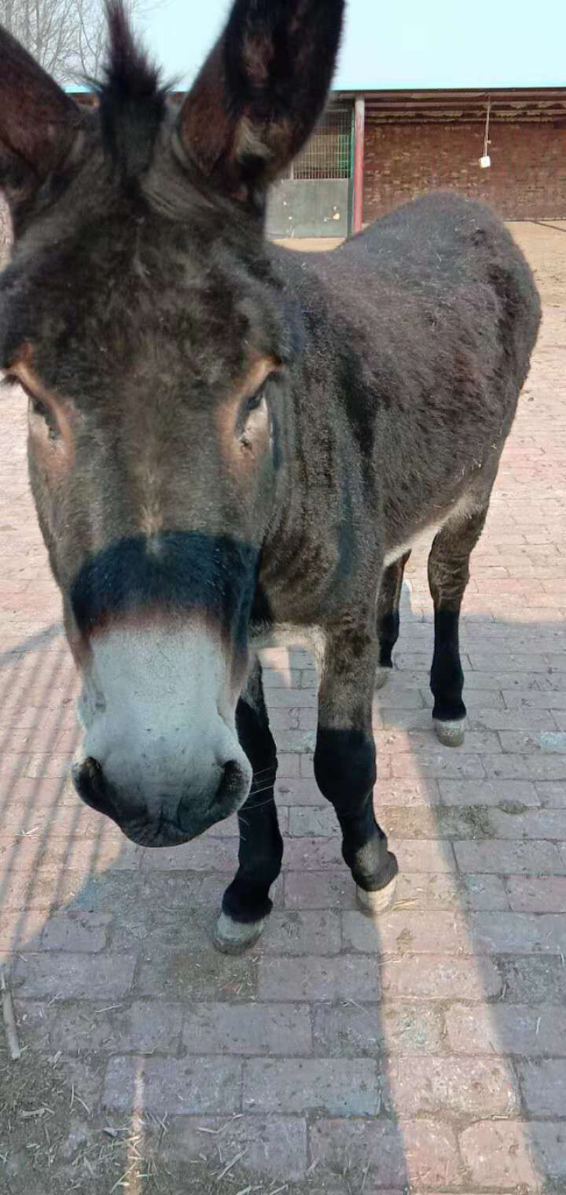 毛驴